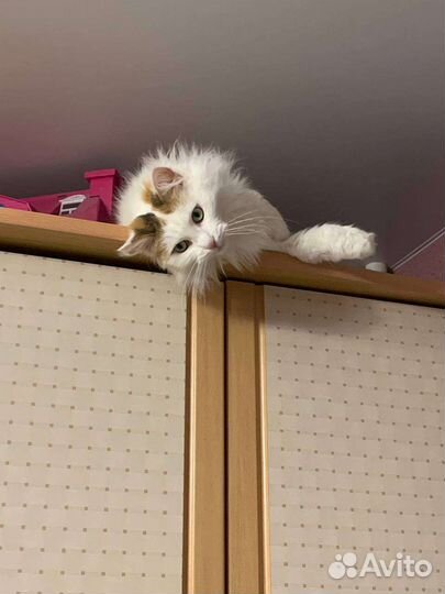 Кошка пушистая