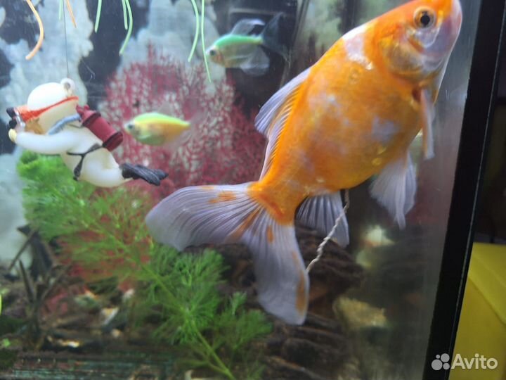 Аквариумные рыбки