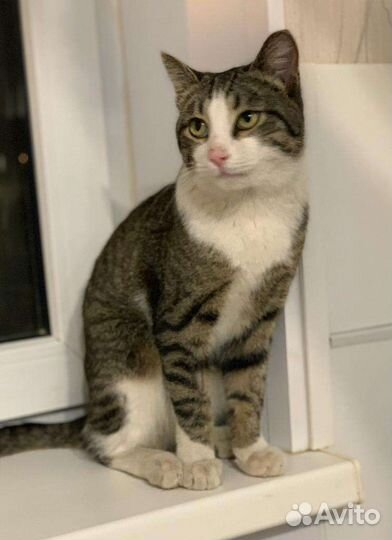 Ласкуша ищет семью