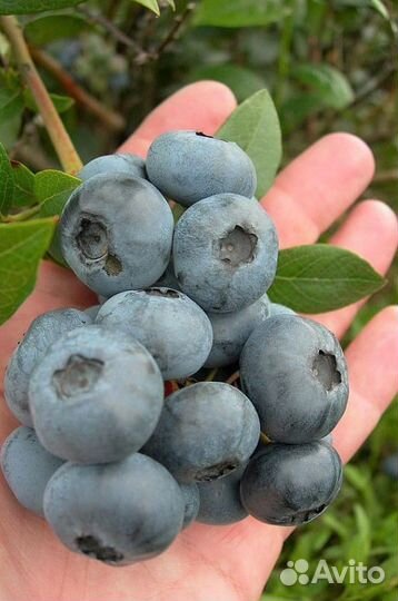 Голубика саженцы опт, розница