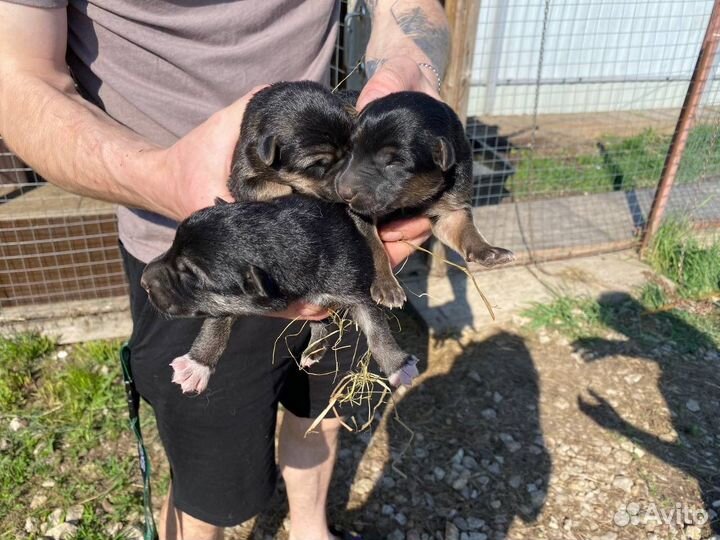 Восточноевропейская овчарка