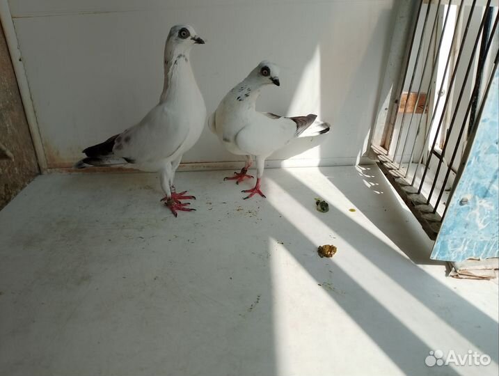 Продажа голубей