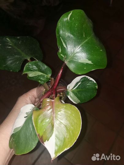 Филодендроны набором