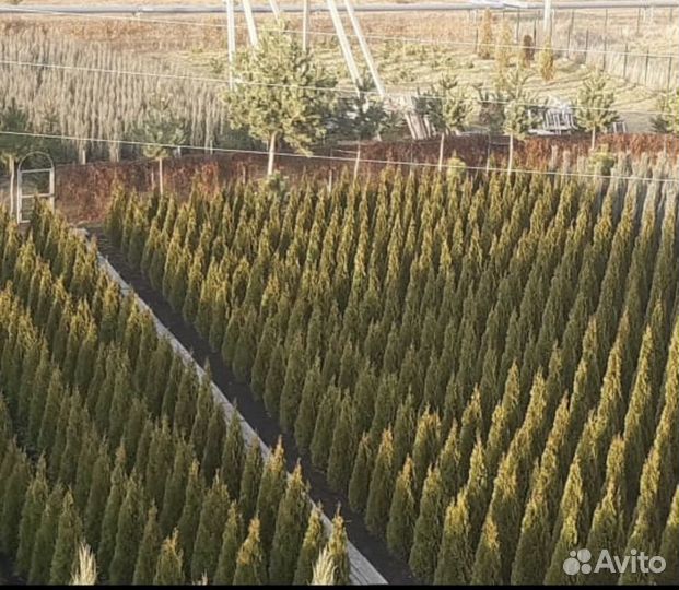 Туя «Смарагд», можжевельник «Блю Эрроу»