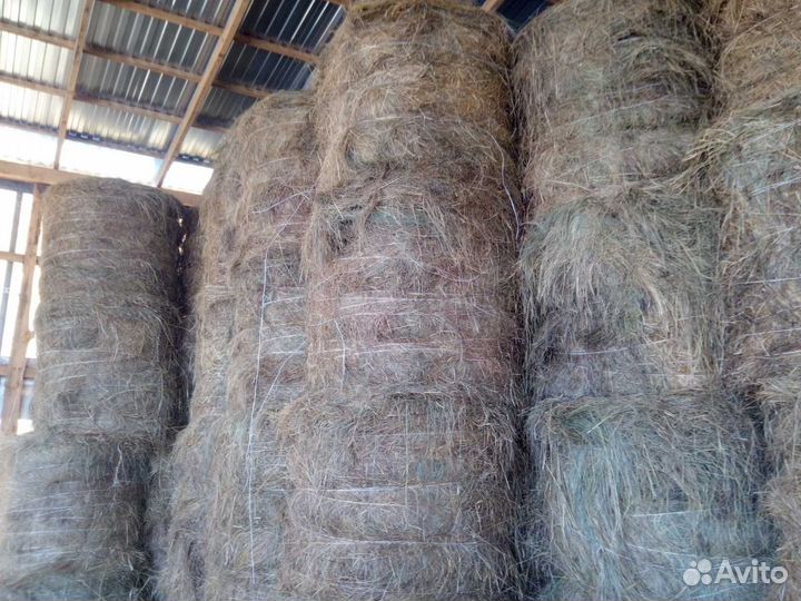 Сено с поля