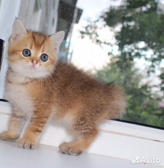 Вязка, кот Шотландский