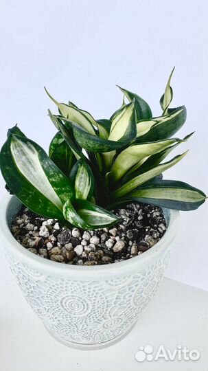 Сансевиерия Ханни Страйкер