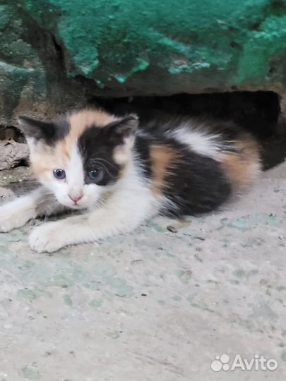 Котенок 2 месяца девочка