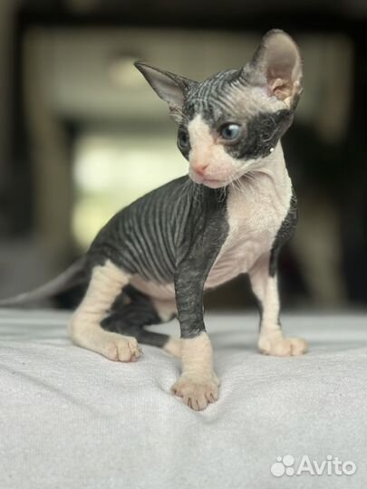 Котята сфинкс