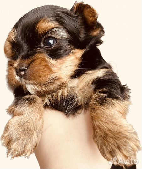 Йоркширский терьер мини