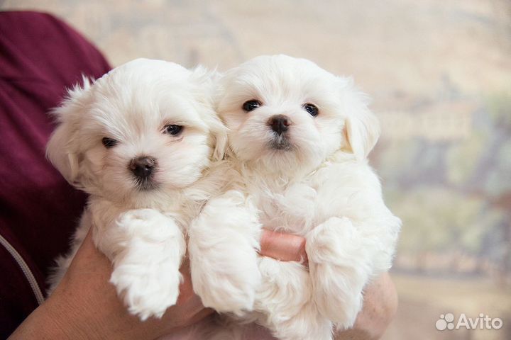 Щенки мальтезе