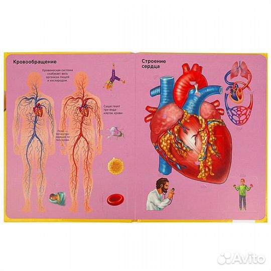 Тело человека 100 окошек для малышей Умка