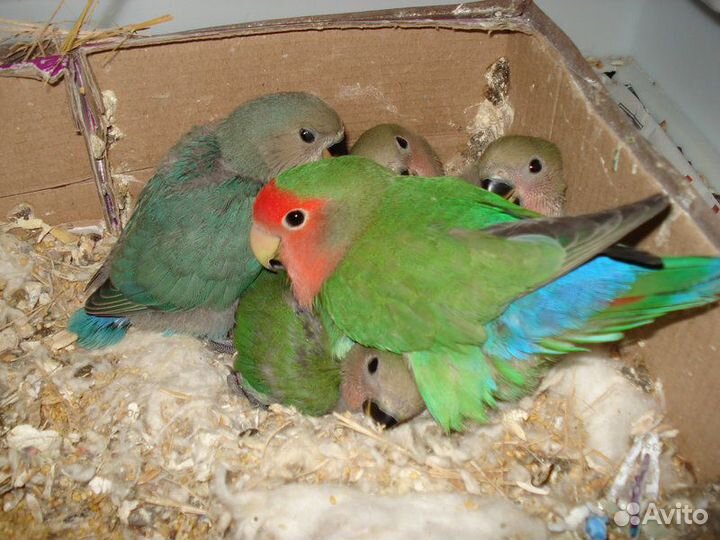 Попугаи разных пород