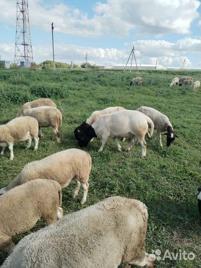 Овцы бараны ягнята дорпер