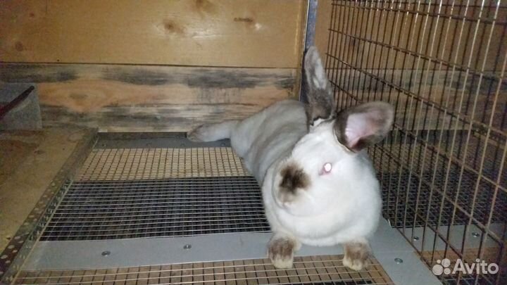 Кролики на племя