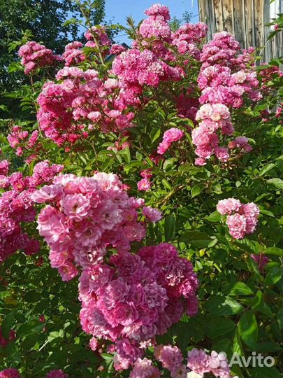 Саженцы роз плетистая