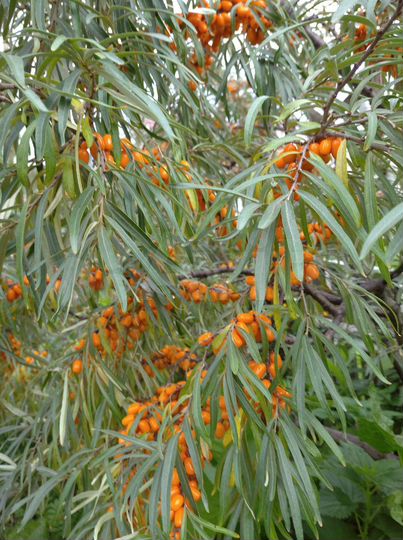 Дом 40,6 м² на участке 7,2 сот.