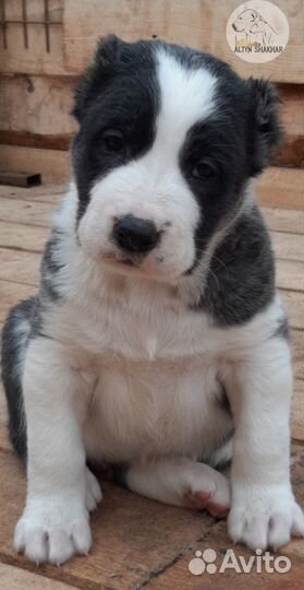 Щенки алабая