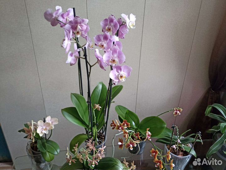 Редкие орхидеи: Бабочка, 3 lips, Восковики