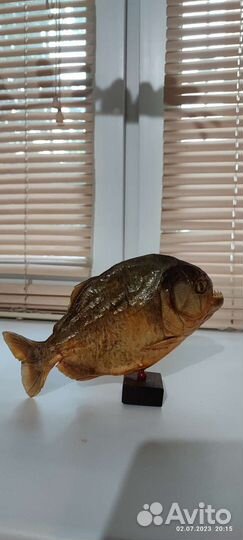 Чучело пираньи