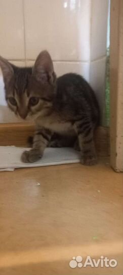 Кошки в добрые руки бесплатно