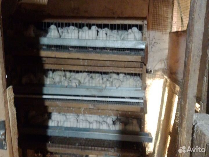 Утки, Мускусные утки,перепела