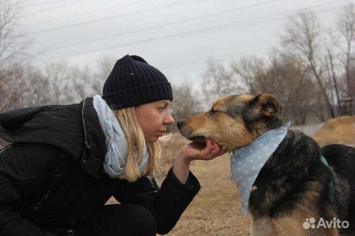 Милый пёс ищет маму