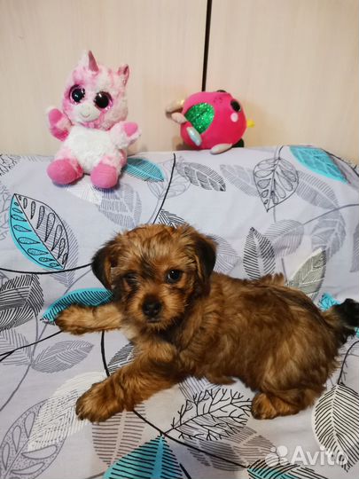 Йоркширский терьер