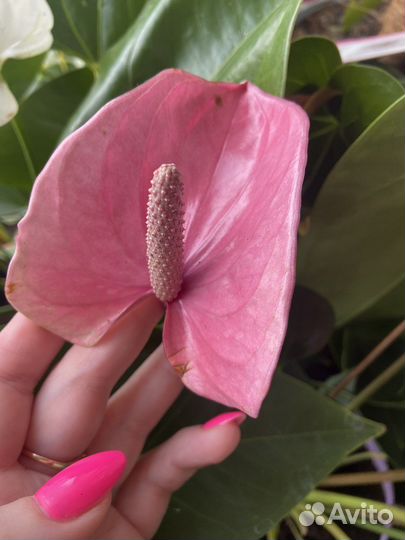 Антуриум кавалли