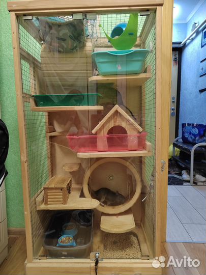 Белки дегу + витрина