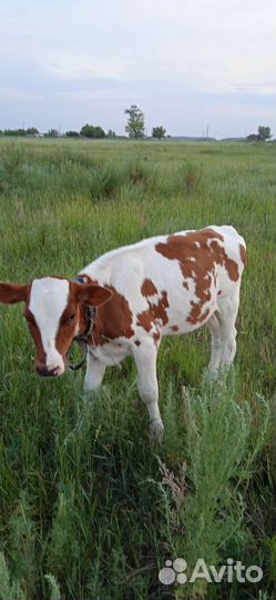 Продам телочек