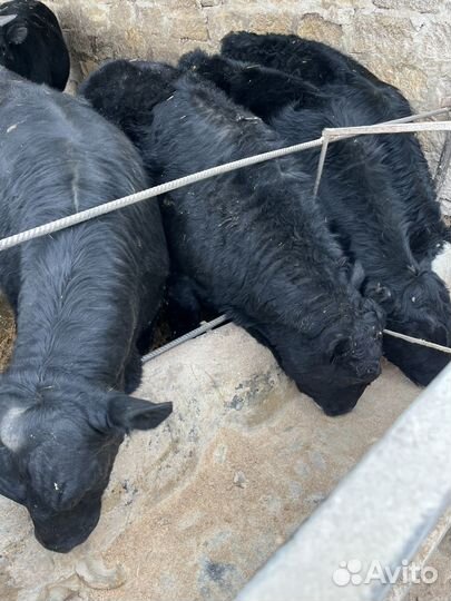 Быки обирдины