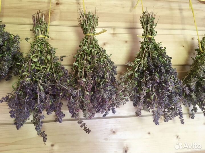 Тимьян (чебрец)