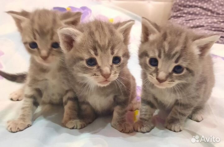 Отдам в добрые руки