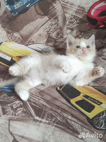 Котёнок