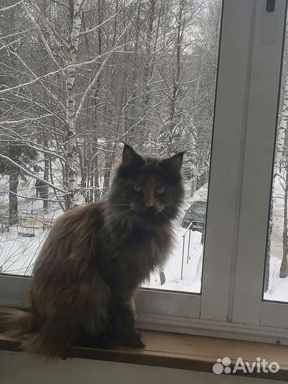 Кошки мейн-кун