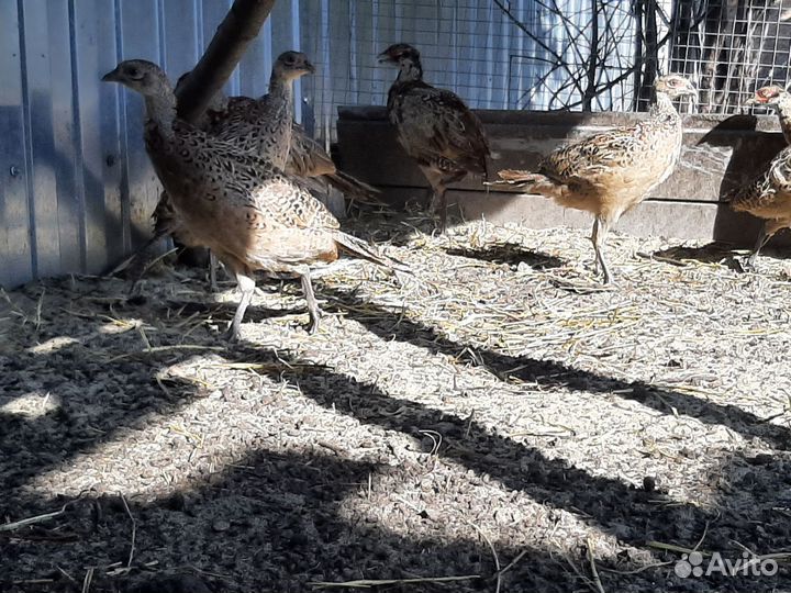 Фазан охотничий