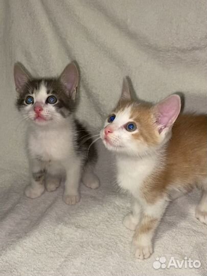 Рыжий котенок мальчик