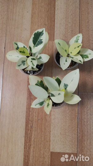 Фикус альбомаргината