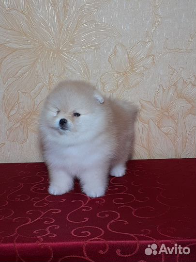 Мишутка