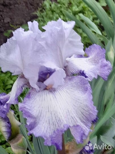 Ирис бородатый