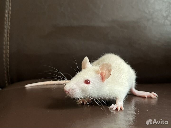 Крыса дамбо