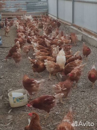 Домашние куриные яйца