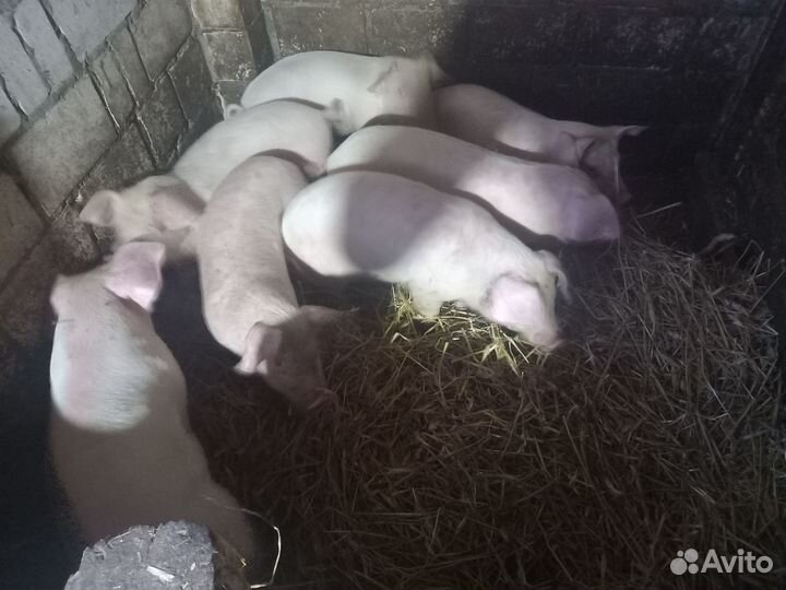 Домашние поросята