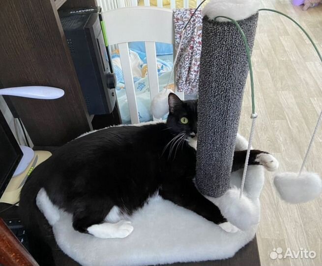 Когтеточка столбик с игрушками(новые)