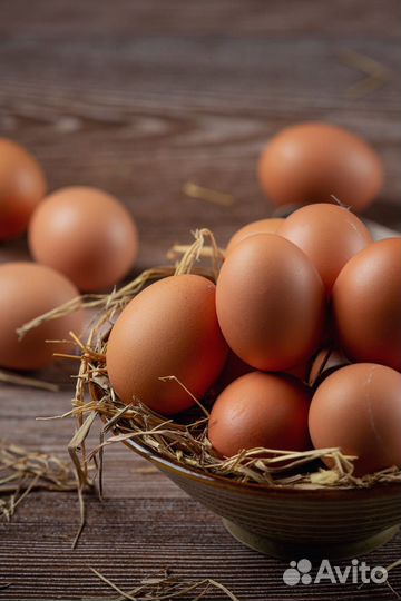 Инкубационное яйцо