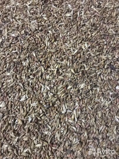 Зерно пшеница ячмень