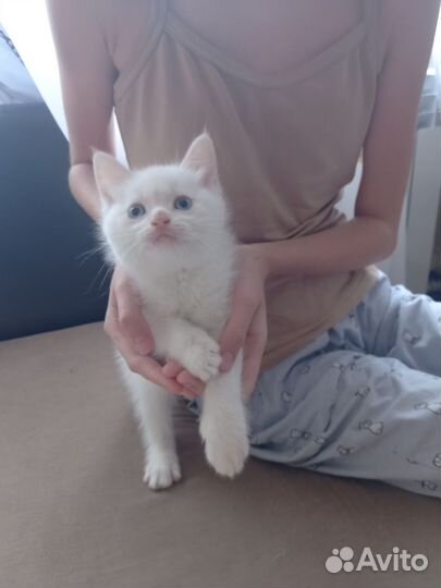 Персидские котята