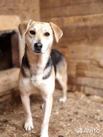 Миниатюрная собачка Лада из приюта ищет маму