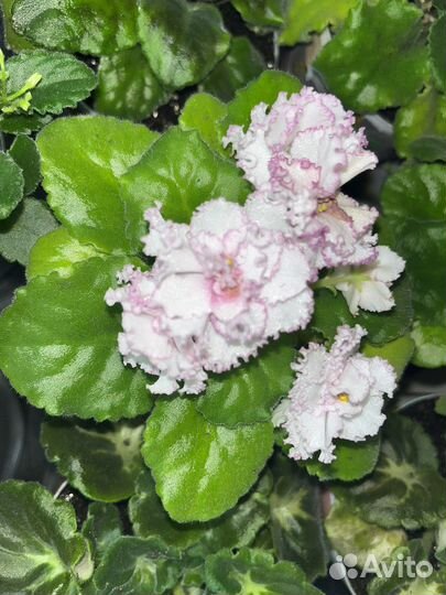 Фиалки сортовые, детки и листики